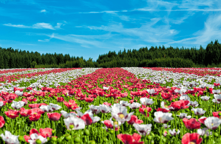 mm_poppy-field-of-poppies_20160826