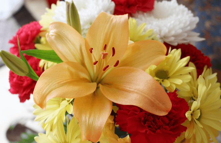 mo_flower-952477_1920
