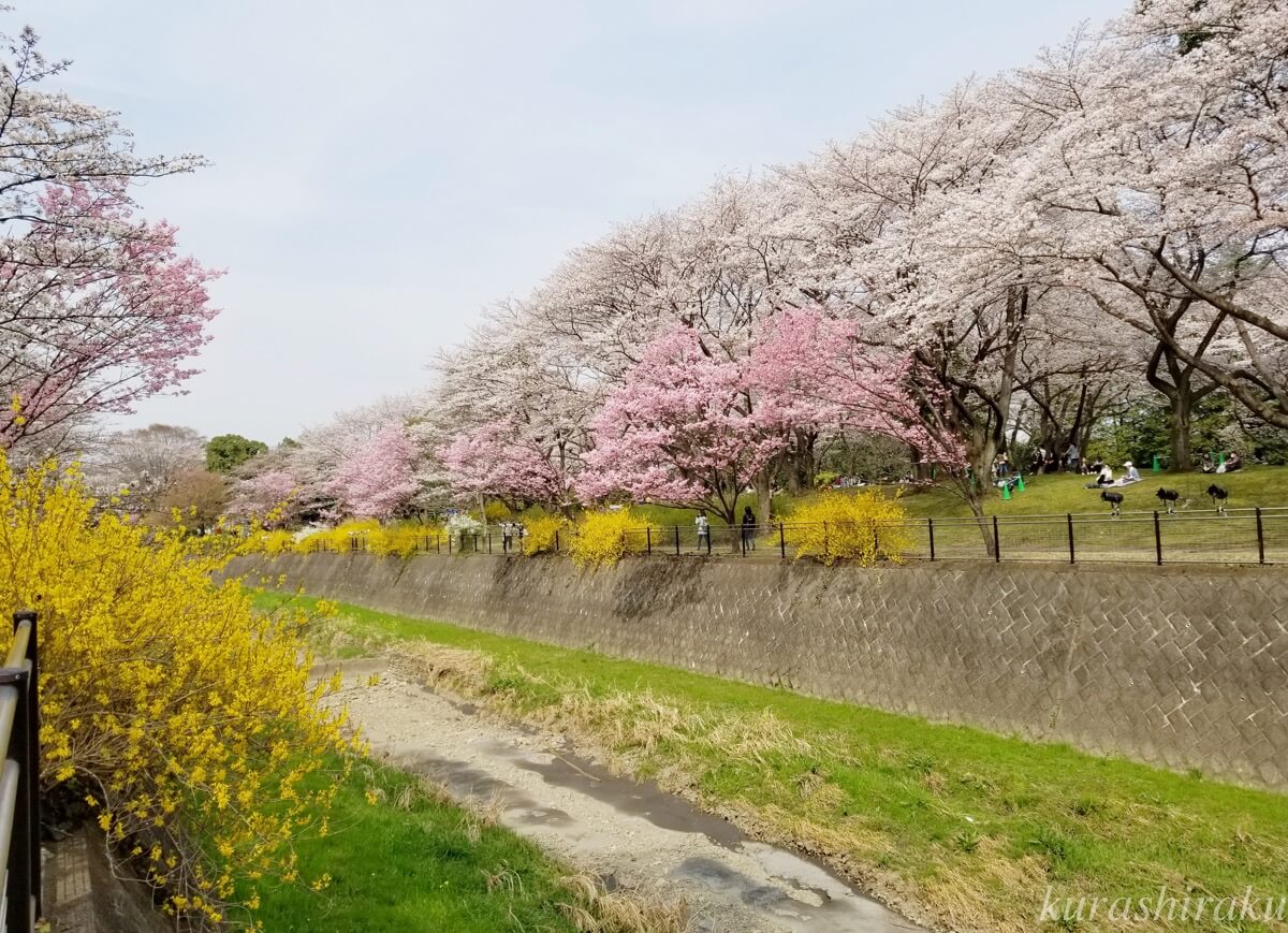 昭和記念公園 桜の開花状況を調べてきた お花見に最適なスポットと見頃時期はいつ頃 暮らしラク